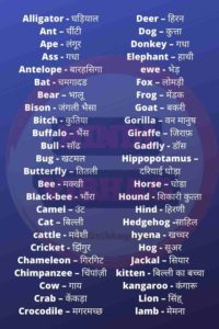 Animals name in hindi and english | हिंदी में जानवरों के नाम - Hindi vibhag